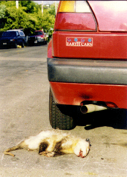 Driving Animals to Their Graves - Roadkill Takes One Million Animals Daily
